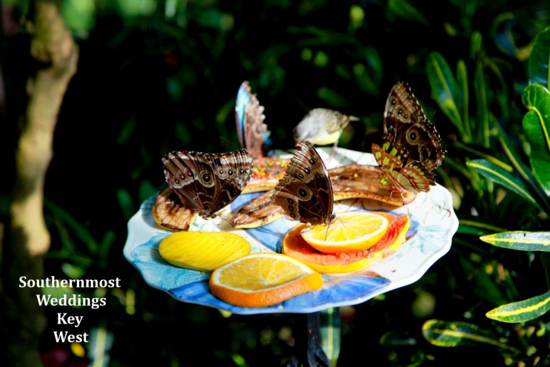 Imagine  your wedding surrounded by hundreds of butterflies in a beautiful tropical garden. 